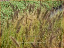 Pennisetum alopecuroides 'Viridescens'