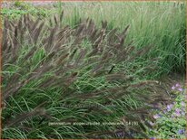 Pennisetum alopecuroides 'Viridescens'