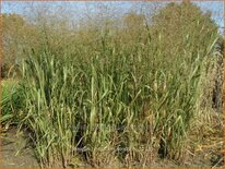 Panicum virgatum &#39;Strictum&#39;