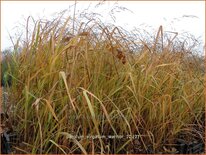 Panicum virgatum 'Warrior'