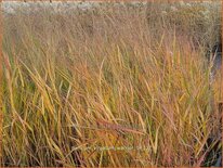 Panicum virgatum 'Warrior'