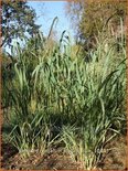 Panicum virgatum 'Dallas Blue'