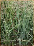 Panicum virgatum 'Heiliger Hain'