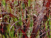 Panicum virgatum 'Kupferhirse'