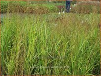 Panicum virgatum 'Kupferhirse'