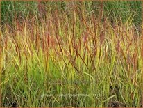 Panicum virgatum 'Rotstrahlbusch'