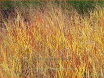 Panicum virgatum 'Rotstrahlbusch'