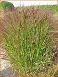 Panicum virgatum &#39;Squaw&#39;