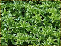 Pachysandra terminalis &#39;Green Carpet&#39;