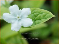 Omphalodes verna &#39;Alba&#39;