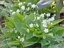 Omphalodes verna &#39;Alba&#39;