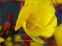 Oenothera fruticosa &#39;Sonnenwende&#39;