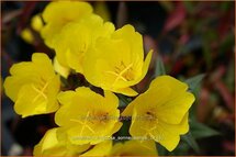 Oenothera fruticosa &#39;Sonnenwende&#39;