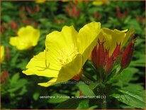 Oenothera fruticosa 'W. Cuthbertson'