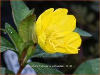 Oenothera fruticosa 'W. Cuthbertson'