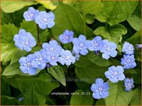 Omphalodes verna