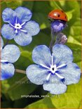 Omphalodes verna