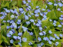 Omphalodes verna