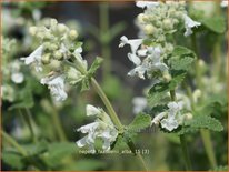 Nepeta faassenii 'Alba'