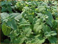 Nepeta faassenii 'Alba'