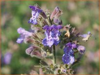 Nepeta faassenii 'Grol'