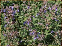 Nepeta faassenii 'Grol'