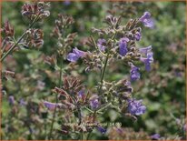 Nepeta faassenii 'Grol'