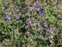 Nepeta faassenii 'Grol'