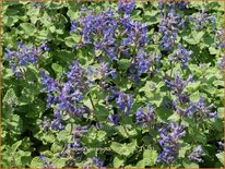 Nepeta racemosa 'Little Titch'