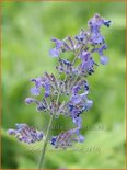 Nepeta faassenii &#39;Senior&#39;