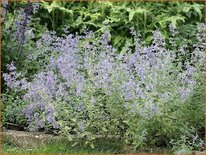 Nepeta faassenii &#39;Senior&#39;