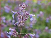 Nepeta faassenii &#39;Six Hills Giant&#39;