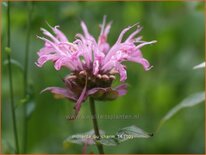 Monarda 'Ou Charm'