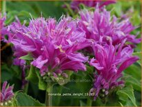 Monarda &#39;Petite Delight&#39;