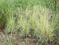 Molinia caerulea 'Variegata'