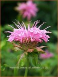 Monarda &#39;Beauty of Cobham&#39;