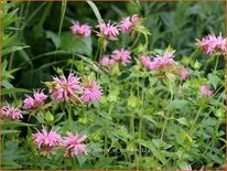 Monarda &#39;Beauty of Cobham&#39;