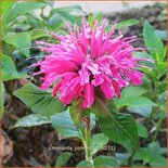 Monarda 'Comanche'