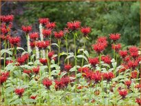 Monarda &#39;Jacob Cline&#39;