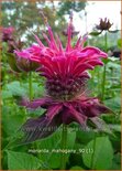 Monarda 'Mahogany'