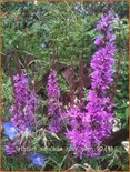 Lythrum salicaria 'Rosy Gem'