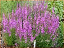 Lythrum virgatum &#39;Dropmore Purple&#39;