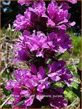 Lythrum virgatum &#39;Dropmore Purple&#39;