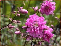 Lychnis viscaria 'Plena'