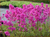 Lychnis viscaria 'Plena'