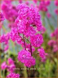 Lychnis viscaria 'Plena'