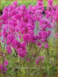 Lychnis viscaria 'Plena'