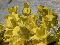 Lysimachia nummularia 'Aurea'