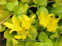 Lysimachia nummularia 'Aurea'