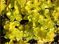 Lysimachia nummularia 'Aurea'